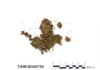 藏品(小羽苔屬)的圖片